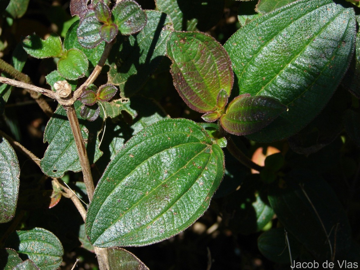 Osbeckia rubicunda Arn.